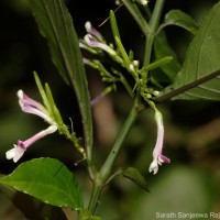 Gymnostachyum sanguinolentum (Nees) T.Anderson